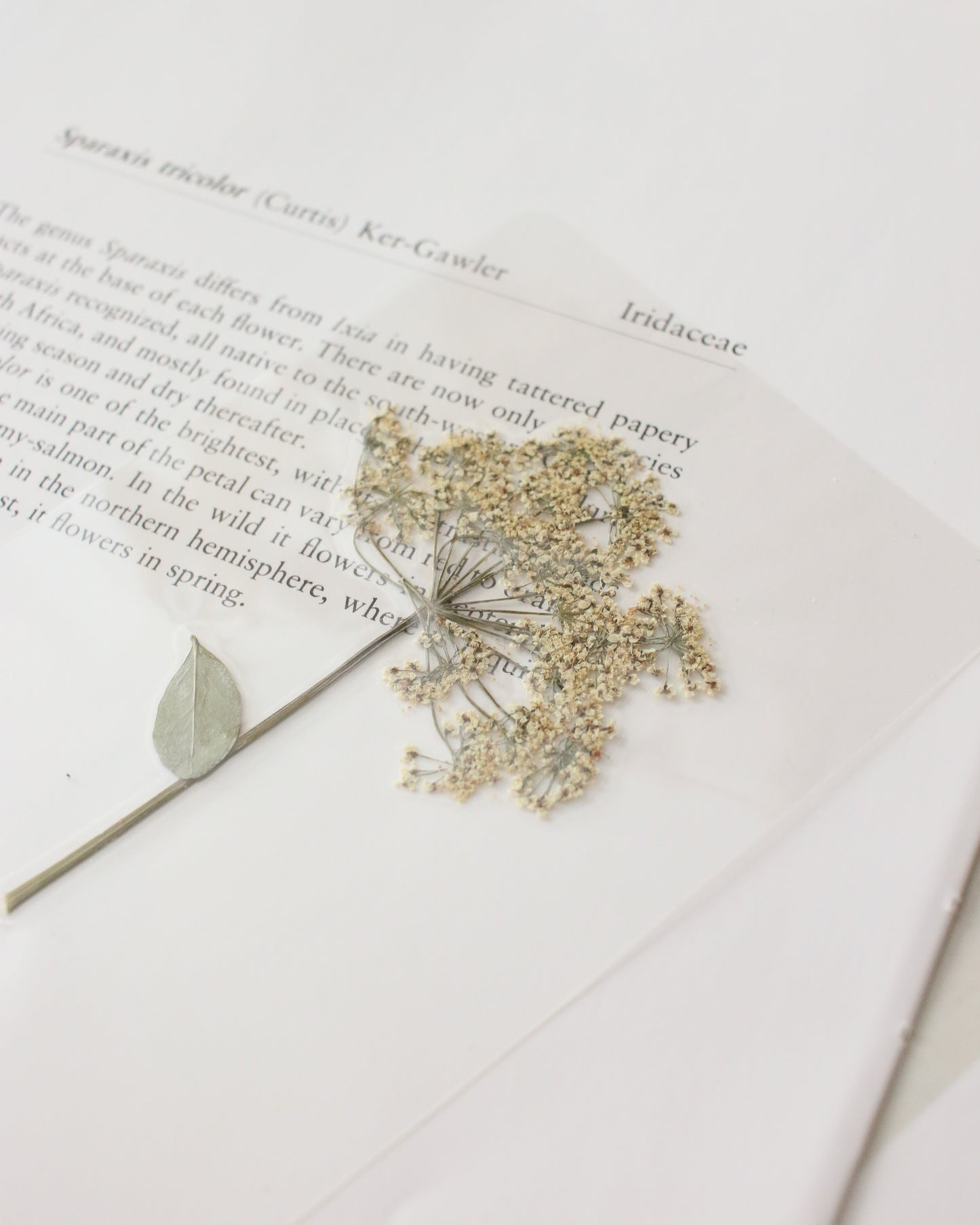 Elizabeth Bennet Bookmark