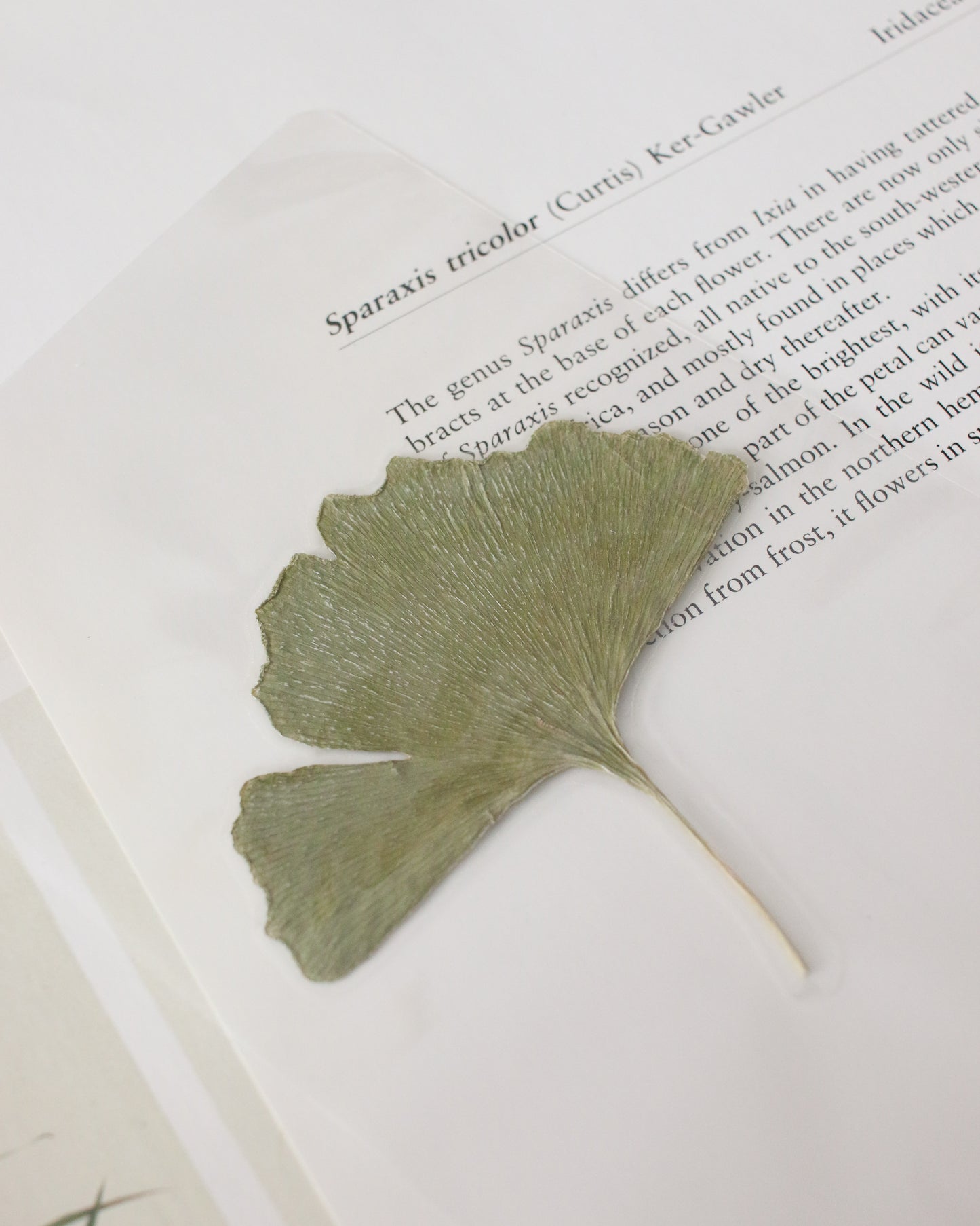 Fitzwilliam Darcy Bookmark