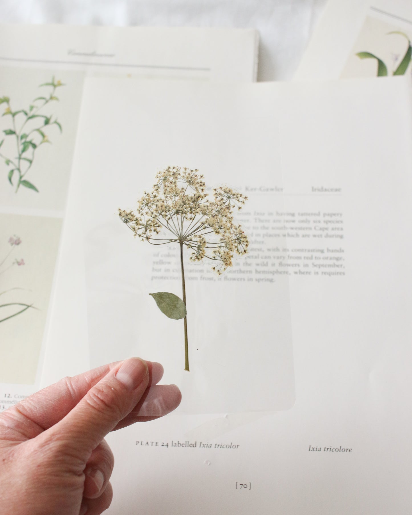 Elizabeth Bennet Bookmark