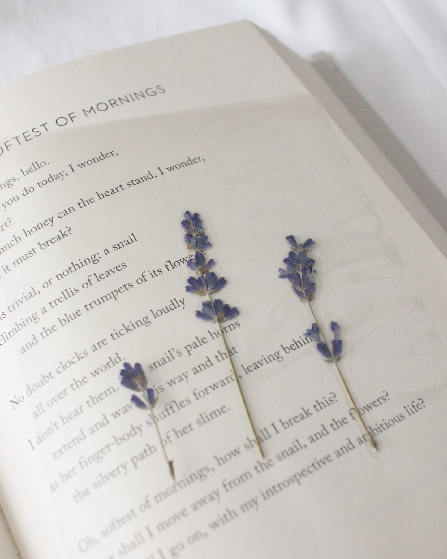 Pemberley Garden Bookmark