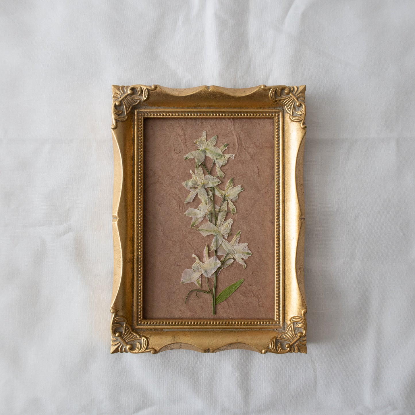 Pressed White Larkspur in a Vintage Frame