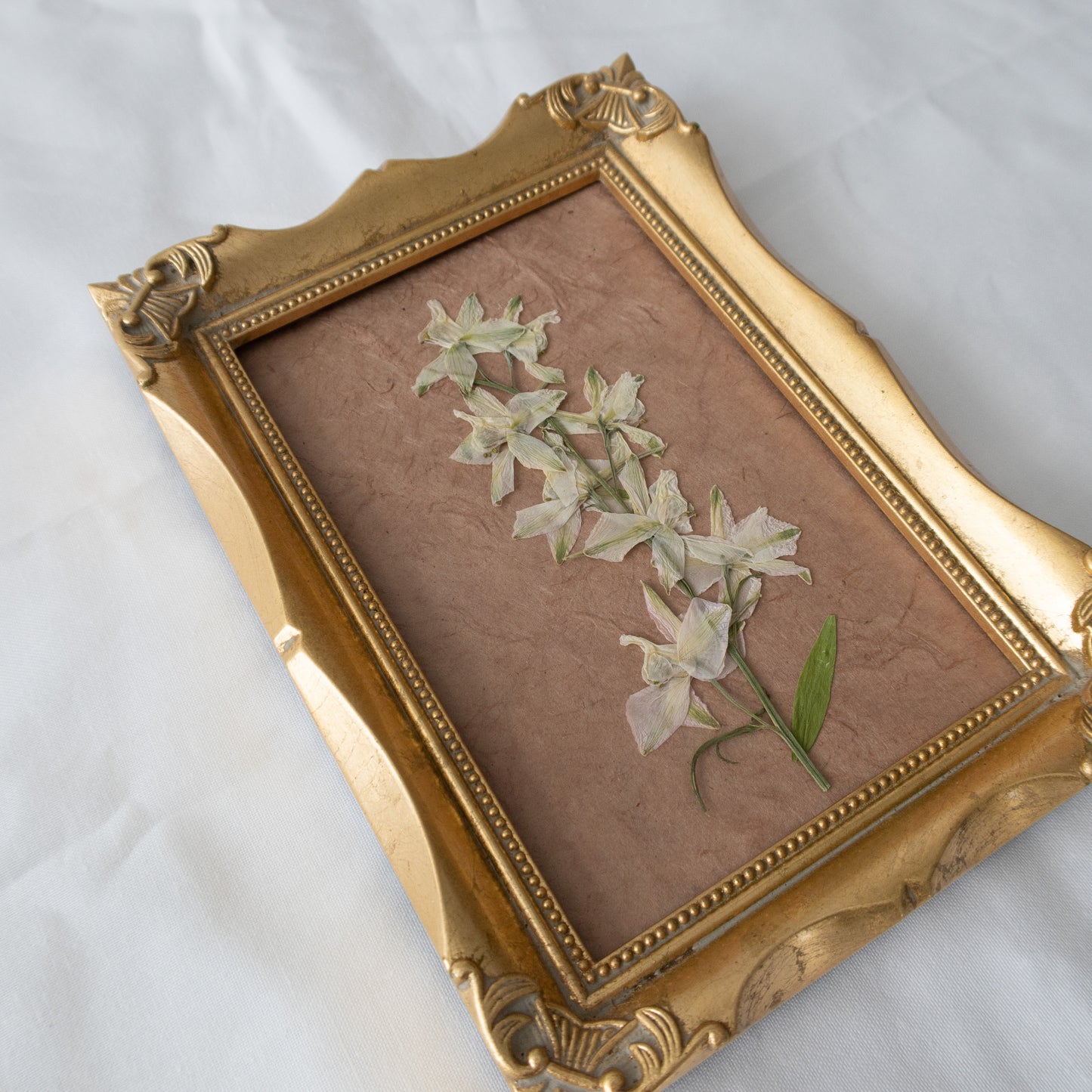 Pressed White Larkspur in a Vintage Frame