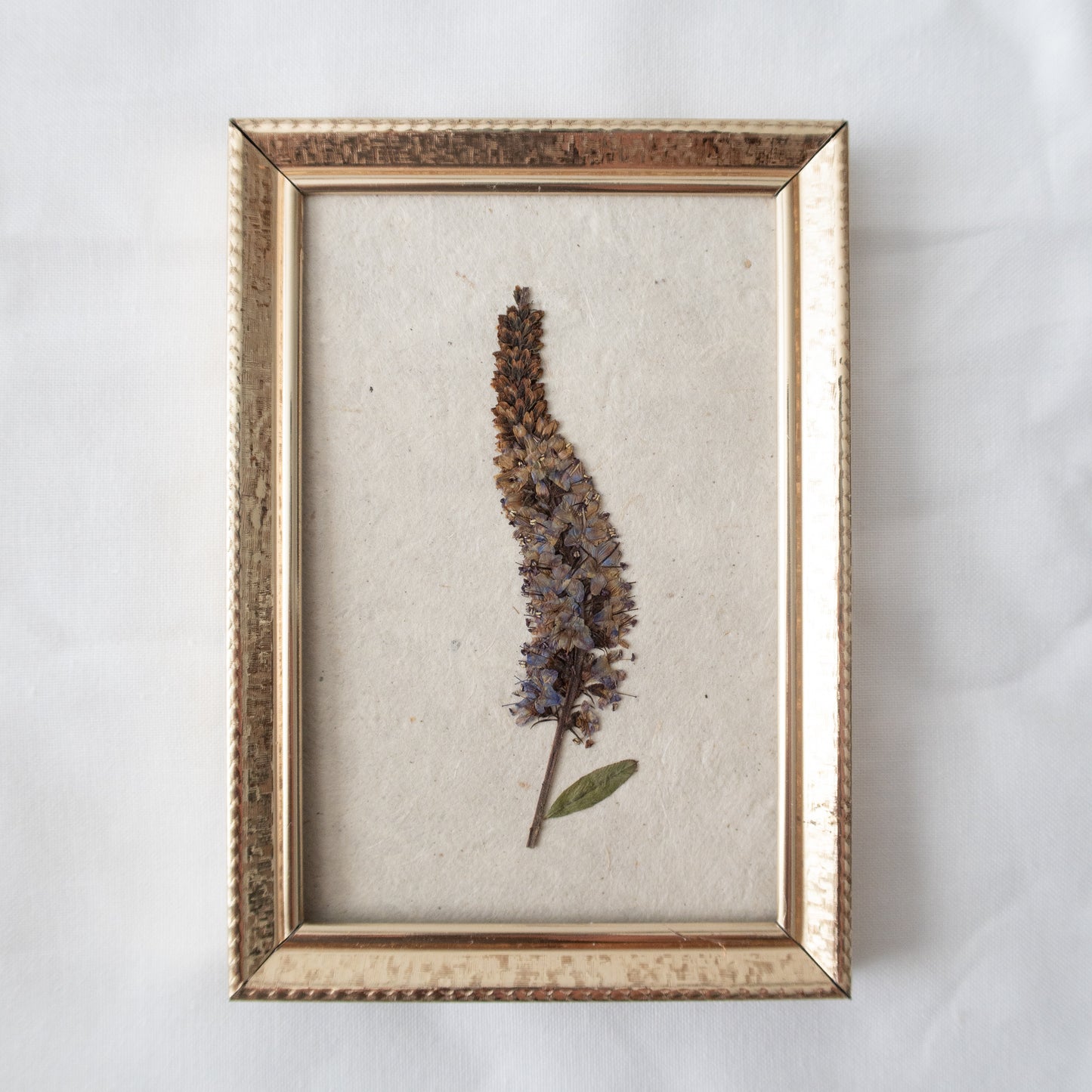 Pressed Veronica/ Speedwell in a Vintage Frame