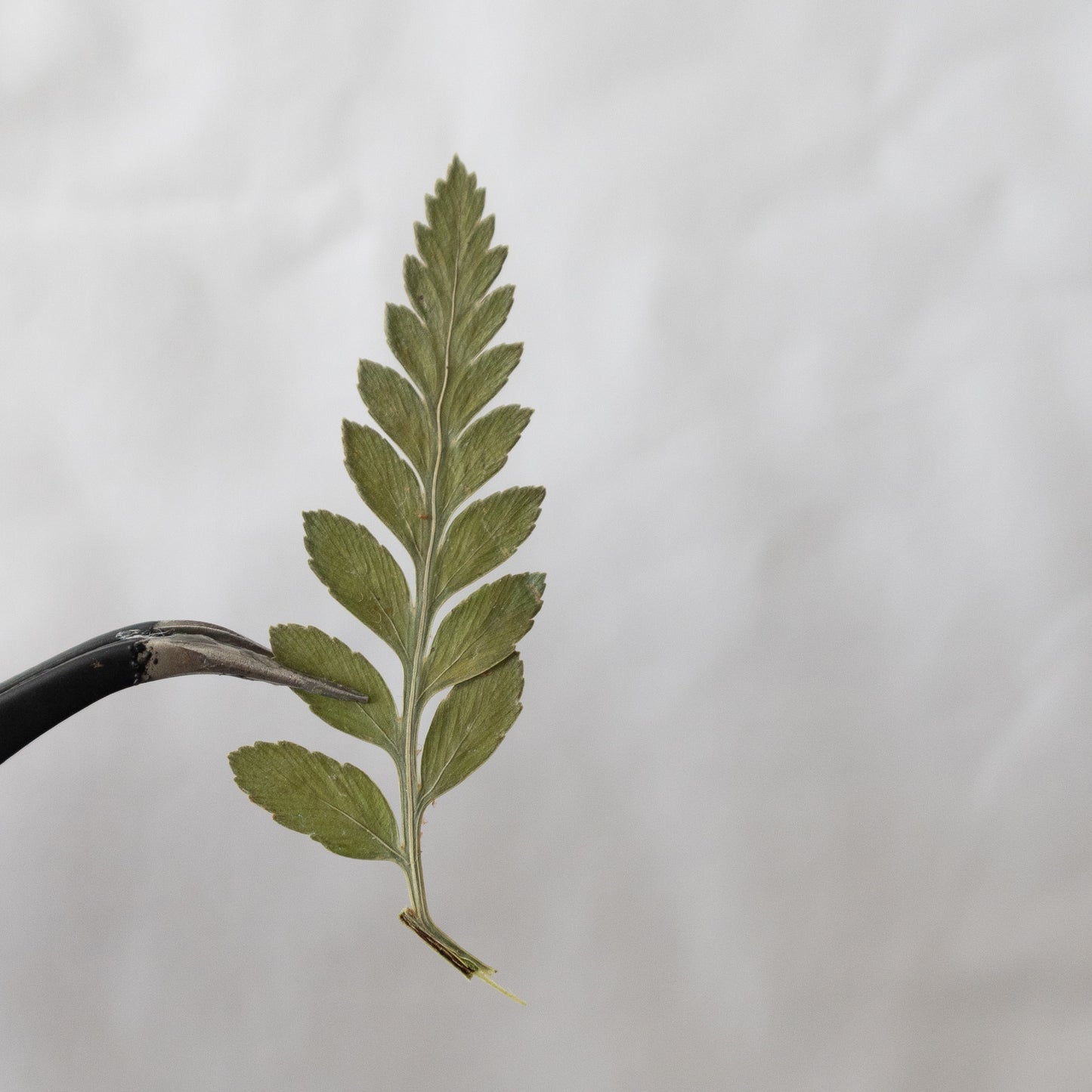 Pressed Fern