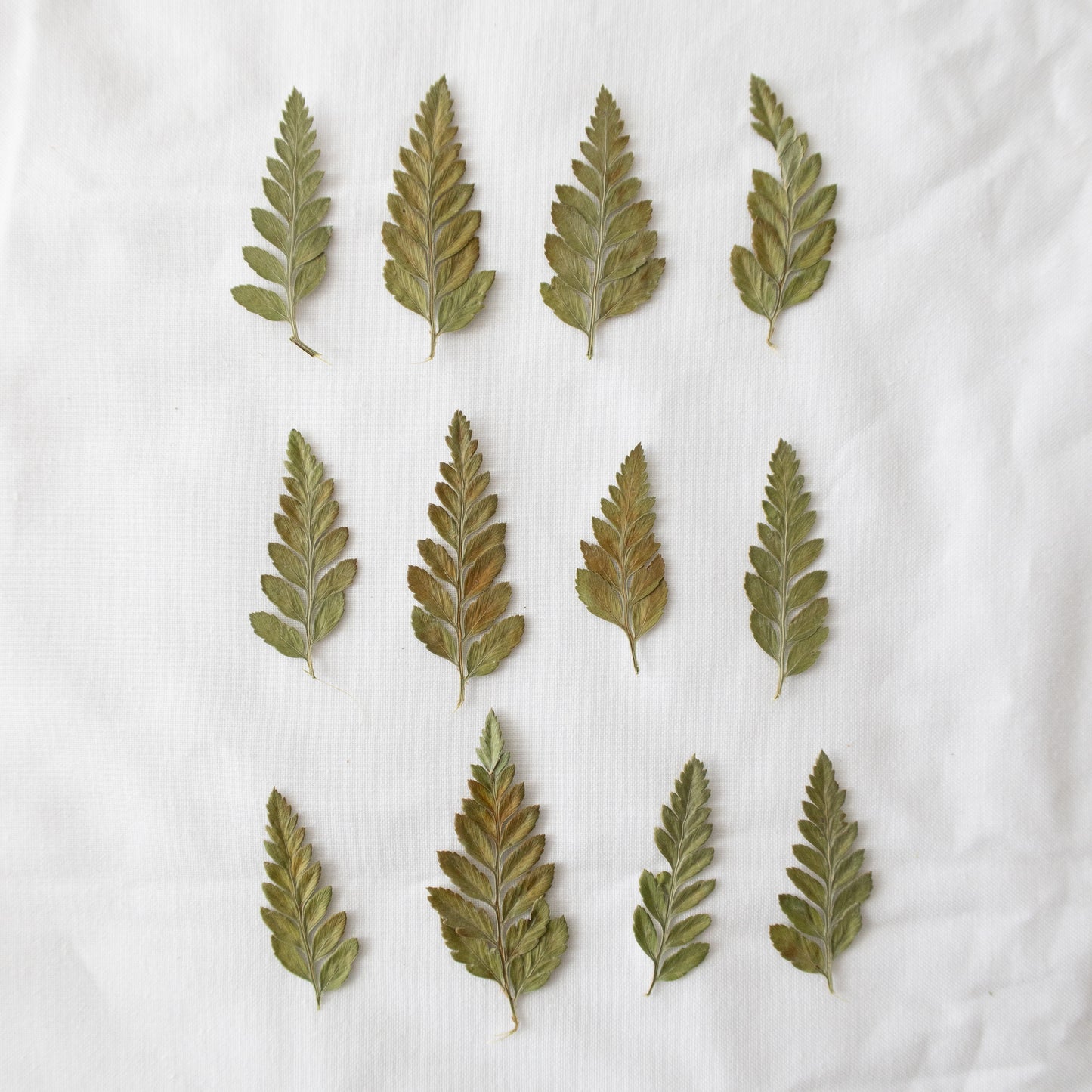 Pressed Autumn Fern