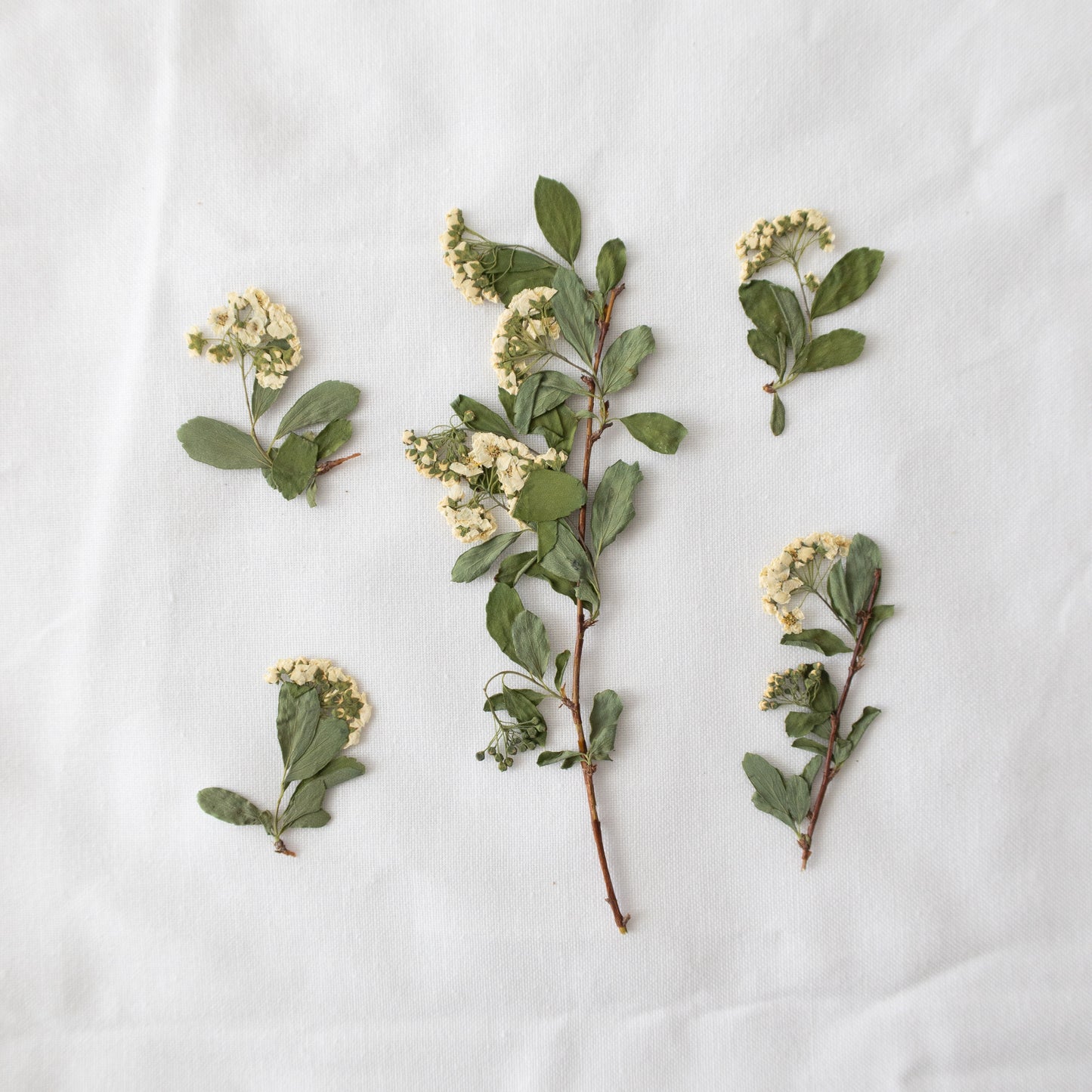 Pressed Bridal's Wreath/ spirea Flowers