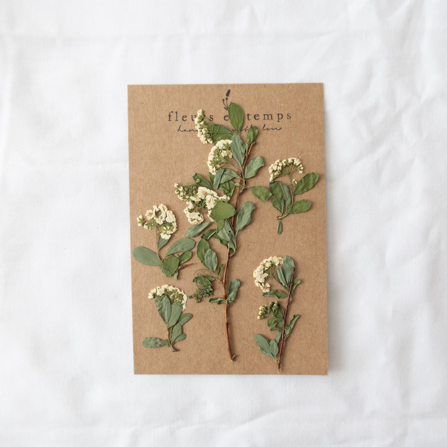 Pressed Bridal's Wreath/ spirea Flowers