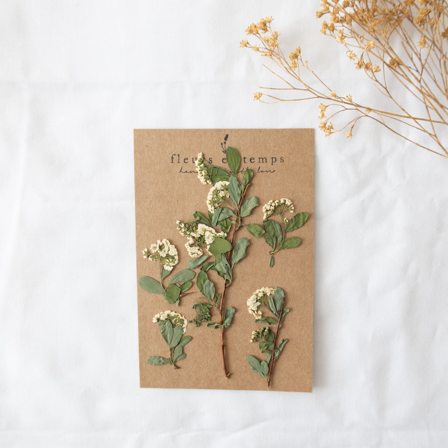 Pressed Bridal's Wreath/ spirea Flowers