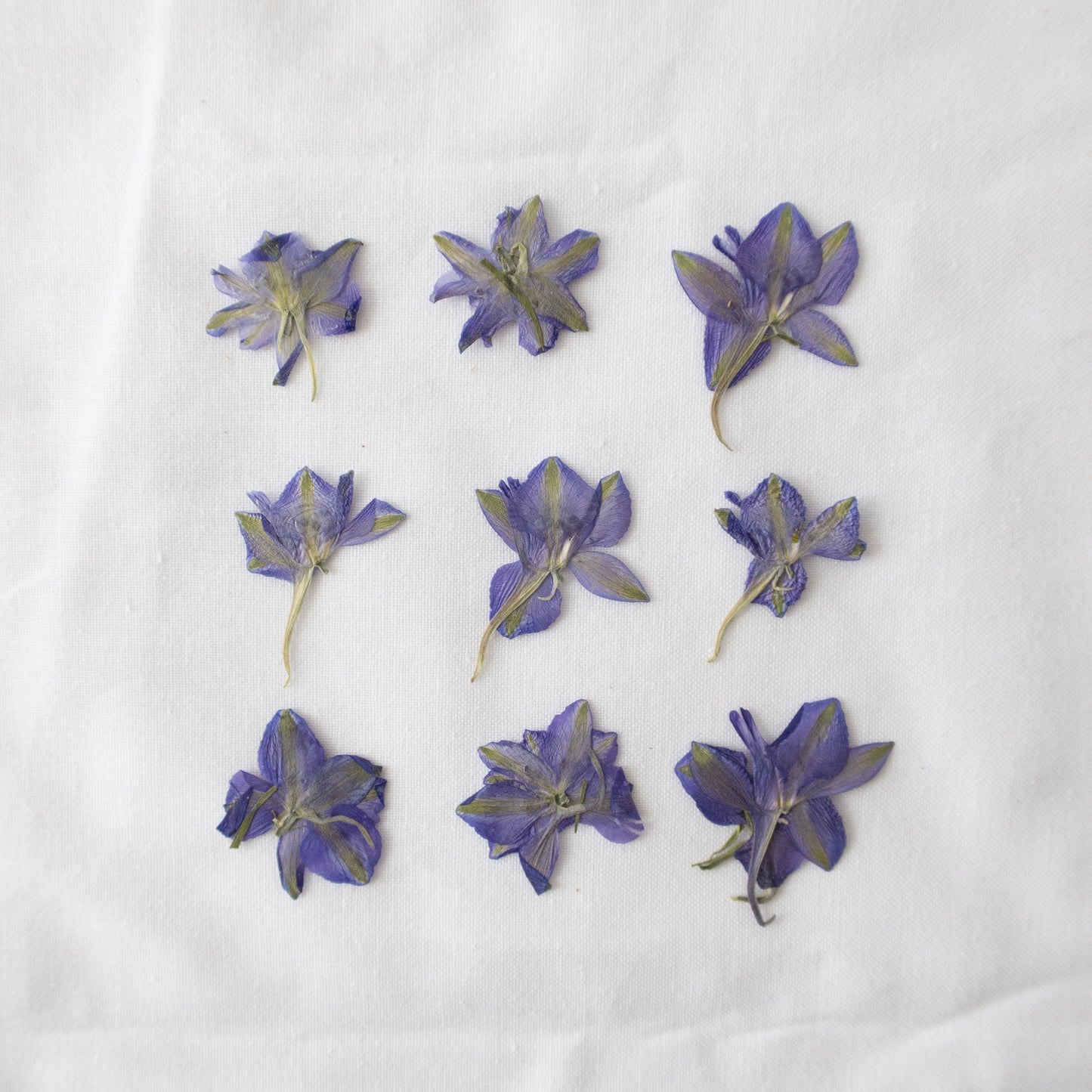 Pressed Purple Larkspurs
