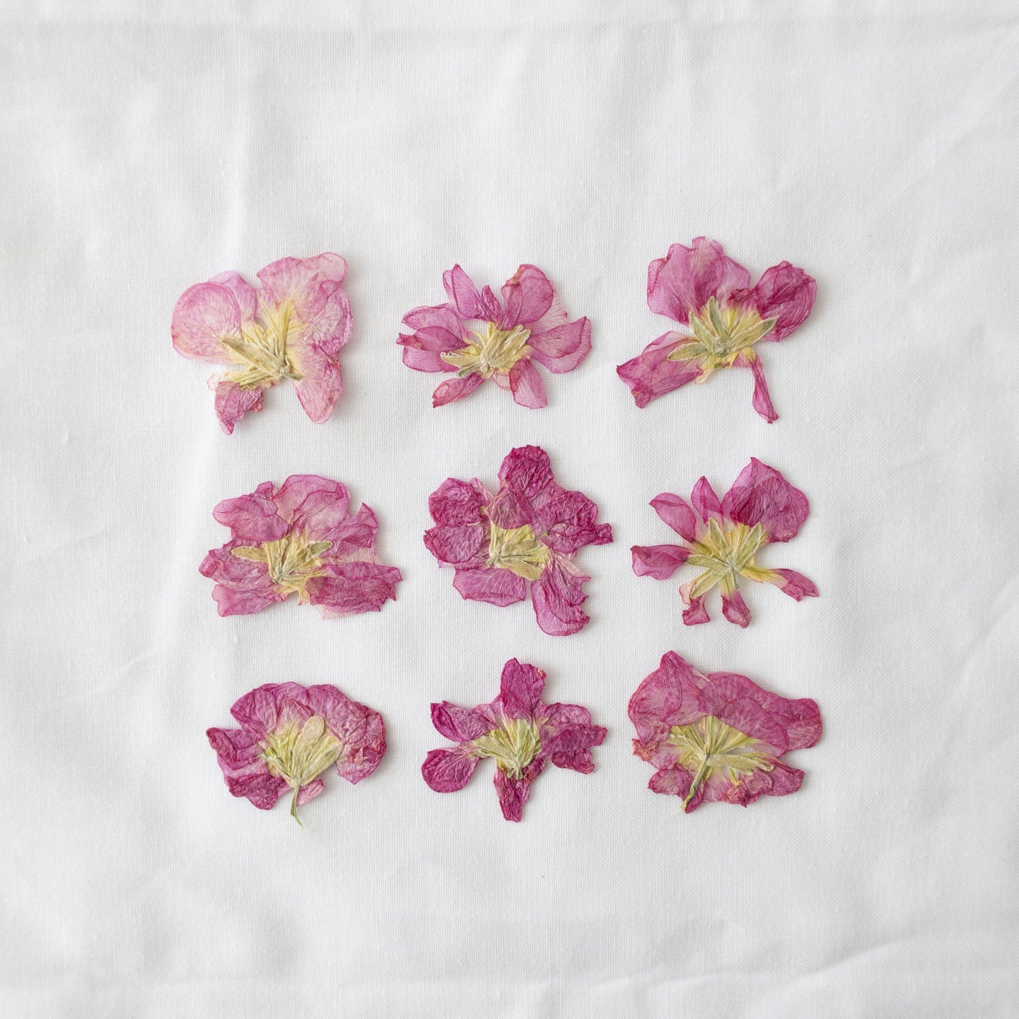 Pressed Pink Stock Flowers