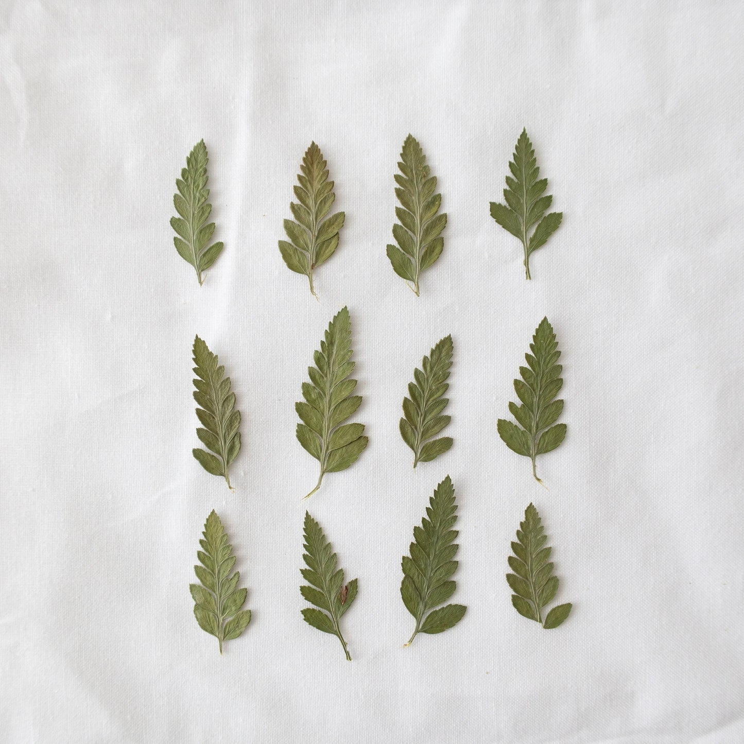 Pressed Fern