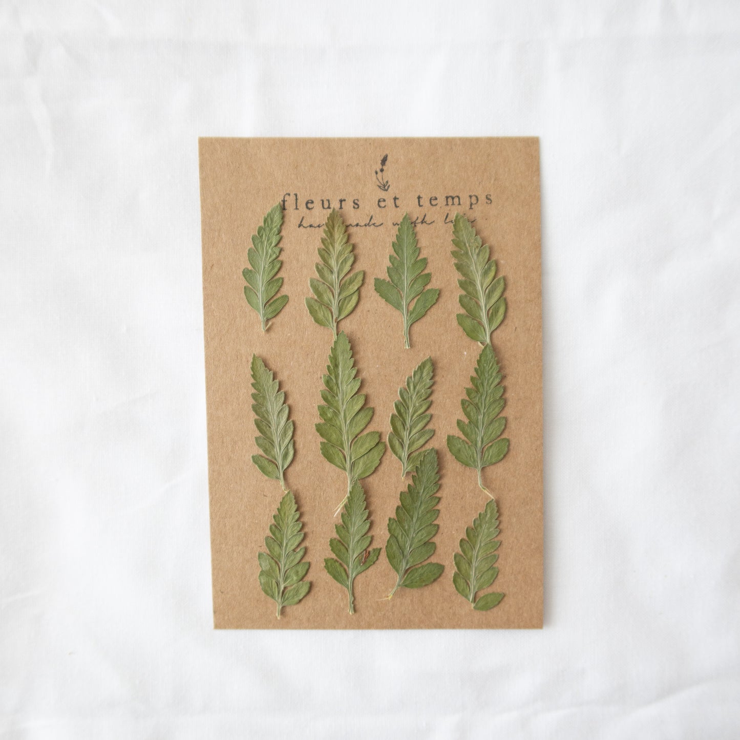 Pressed Fern