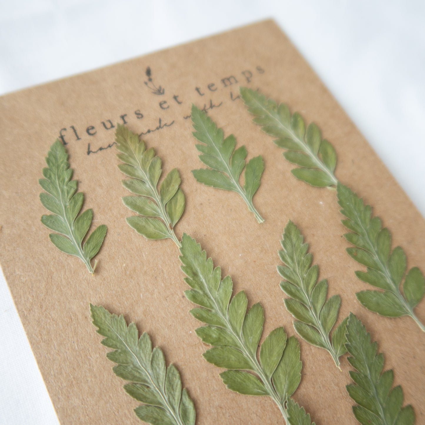 Pressed Fern