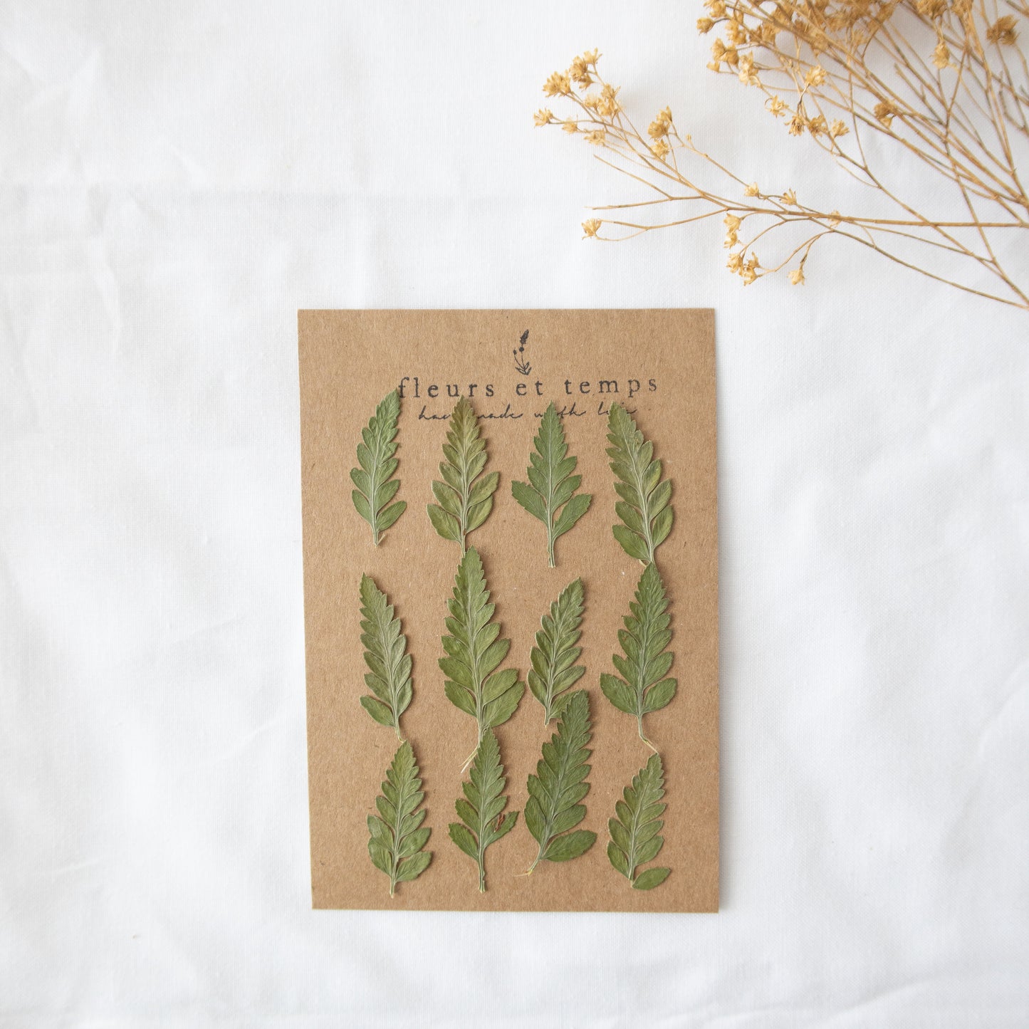 Pressed Fern