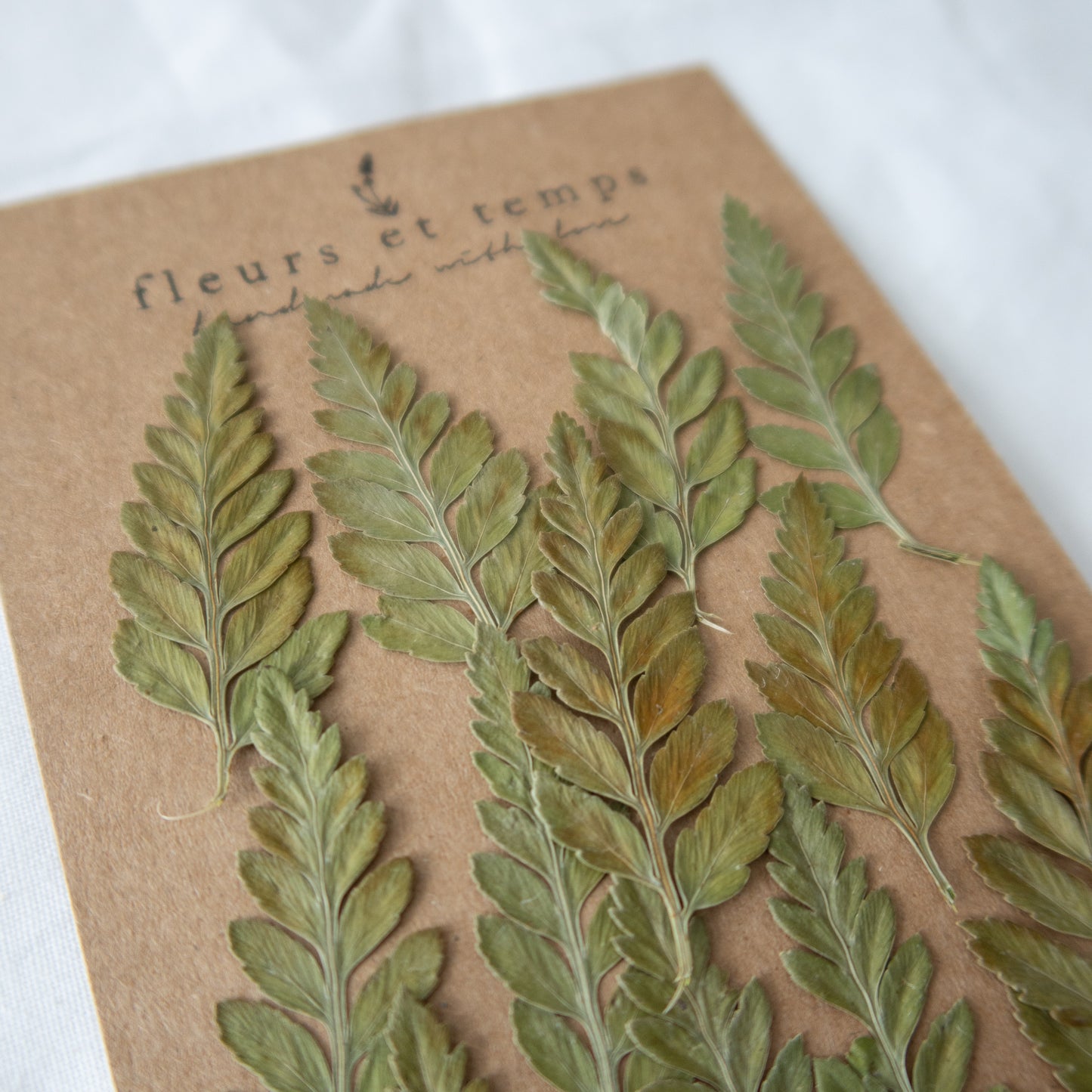 Pressed Autumn Fern