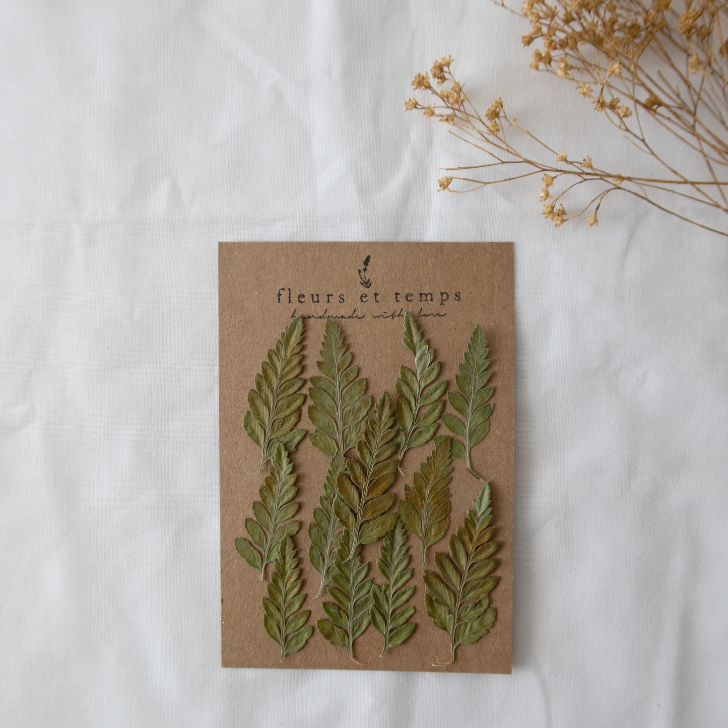 Pressed Autumn Fern
