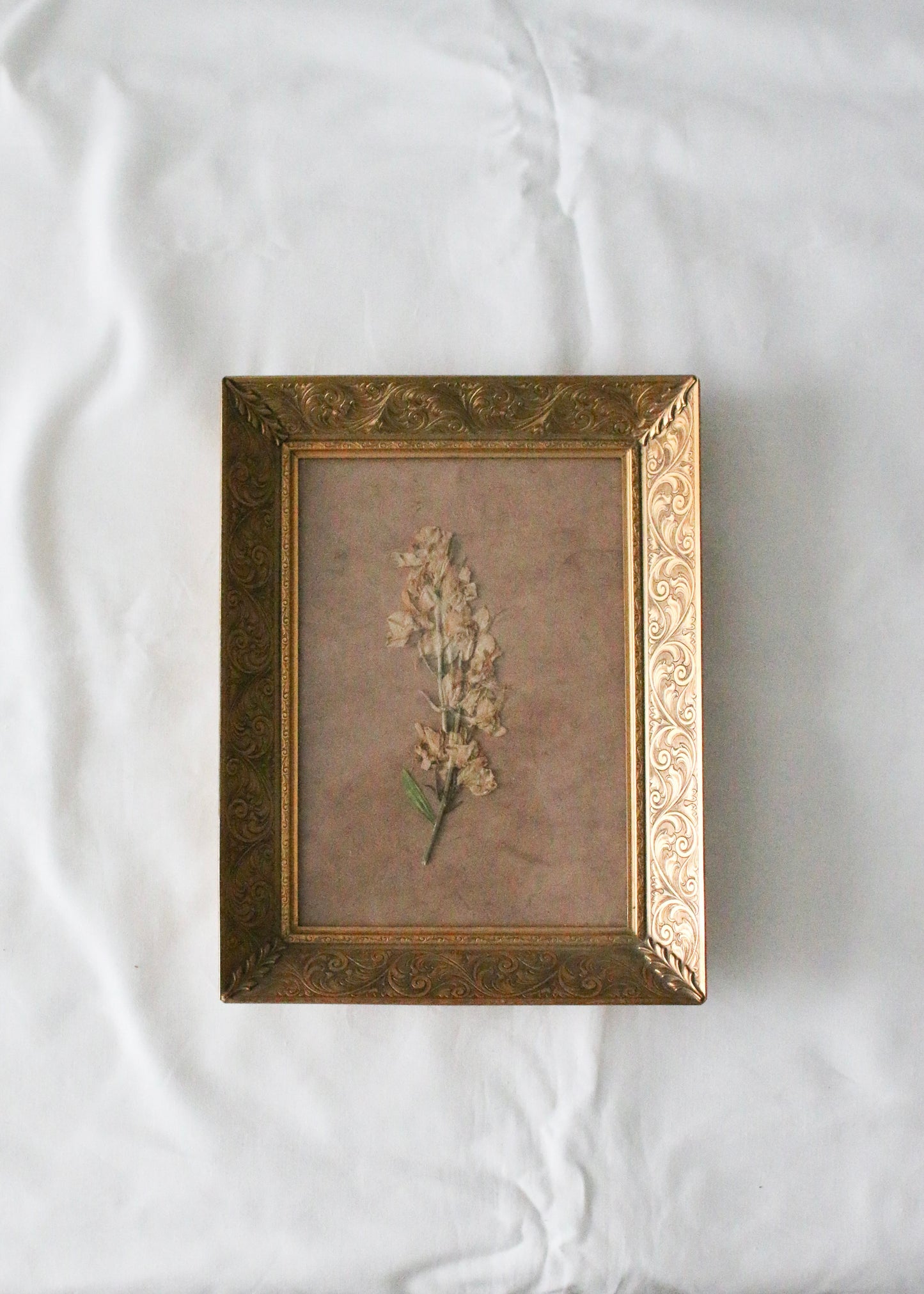 Pressed White Larkspur in a Vintage Frame II