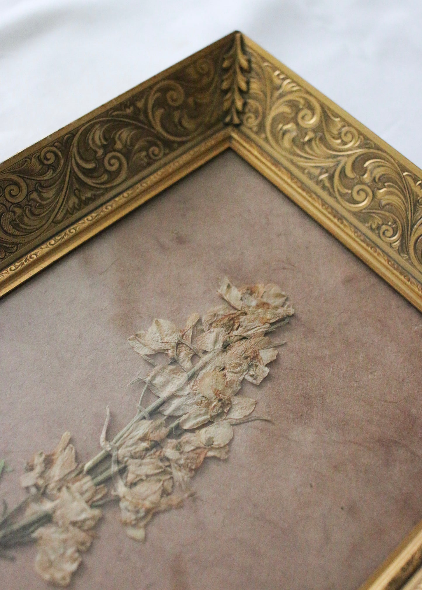 Pressed White Larkspur in a Vintage Frame II