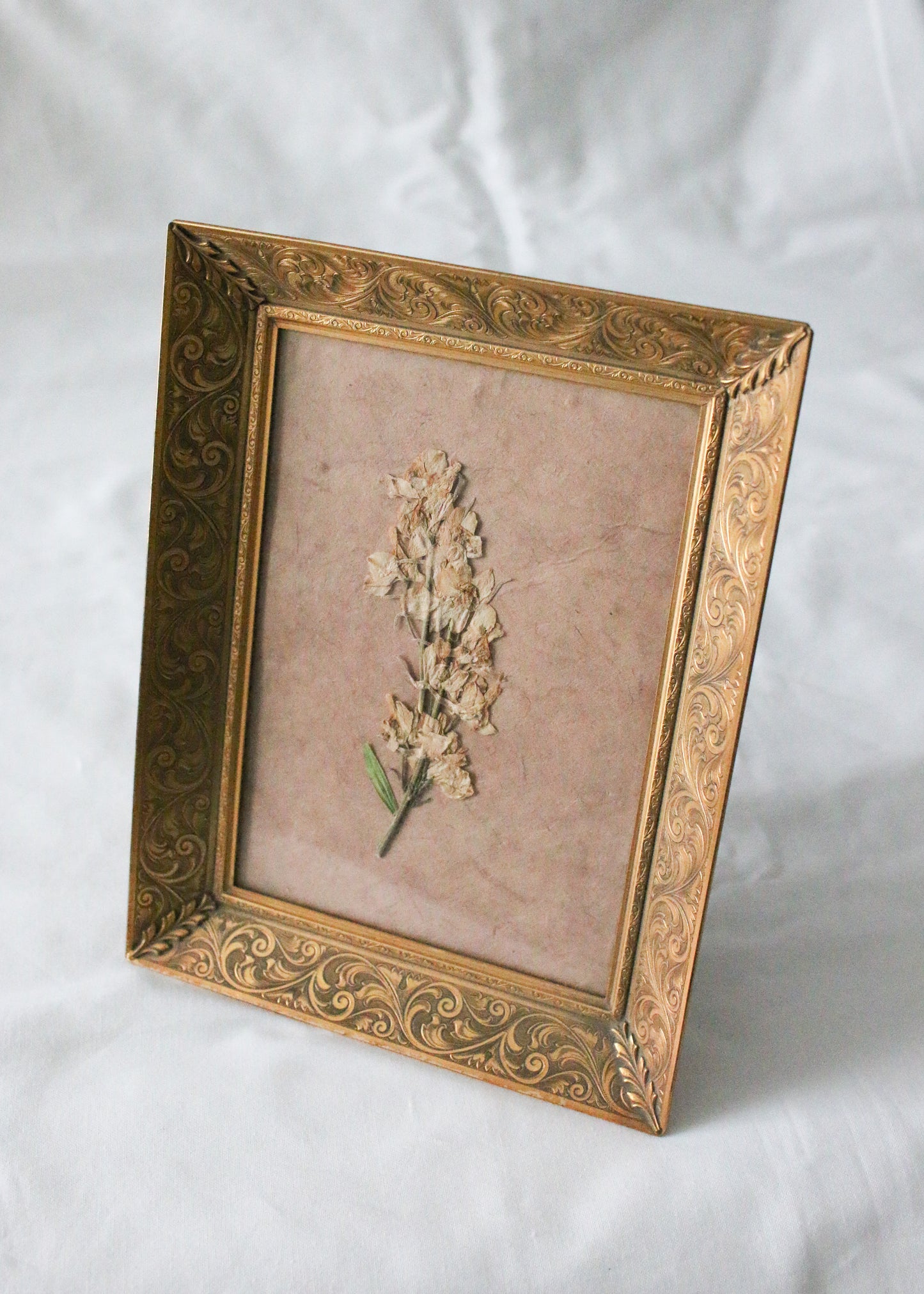 Pressed White Larkspur in a Vintage Frame II