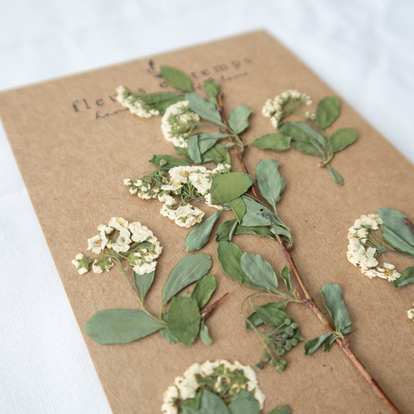 Pressed Bridal's Wreath/ spirea Flowers