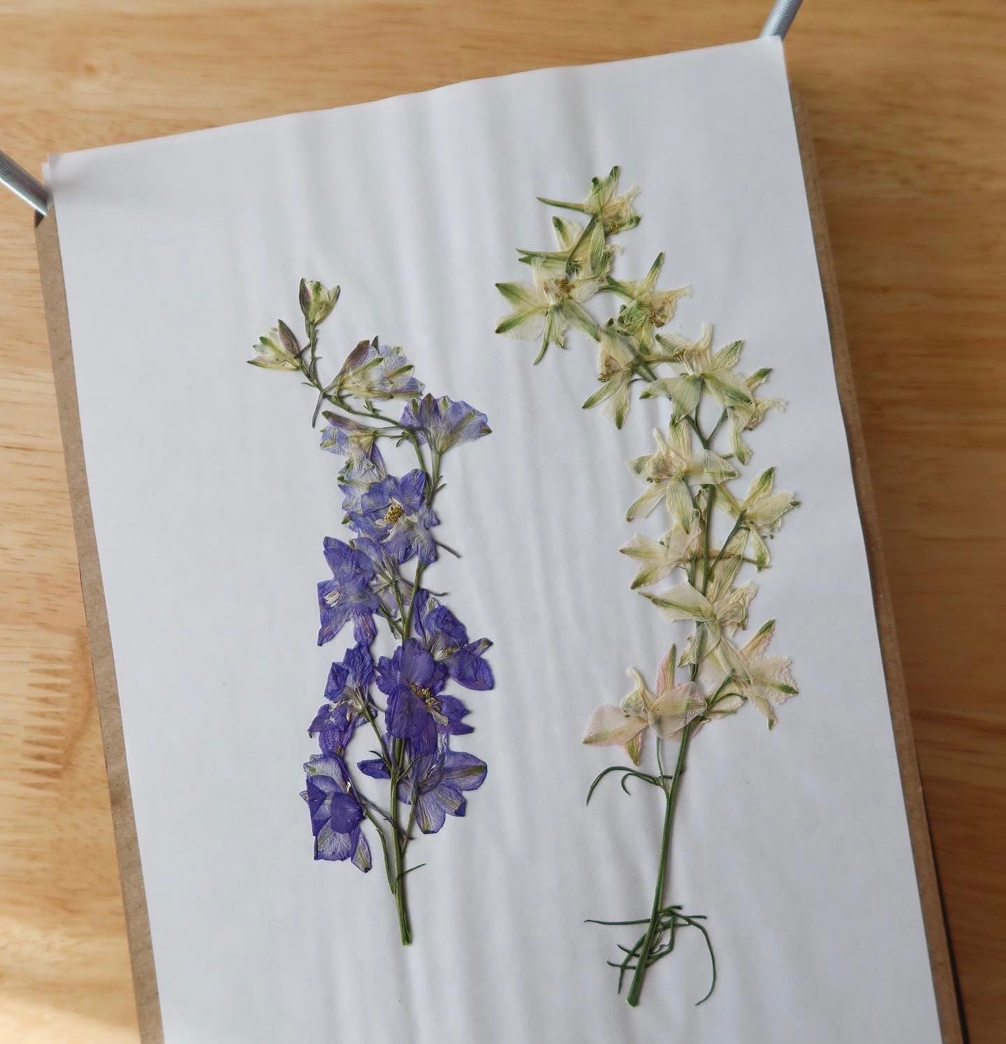 Pressed Flowers – The Glass Workbench